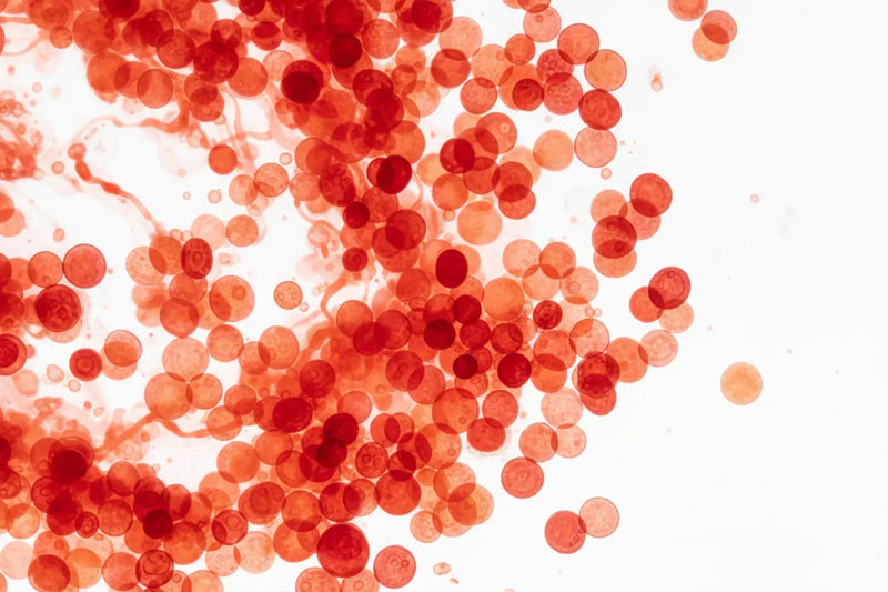 Astaxanthin – Das starke Carotinoid aus der Natur