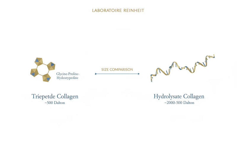 Tripeptid Kollagen vs. Hydrolysat Kollagen: Was ist der Unterschied?