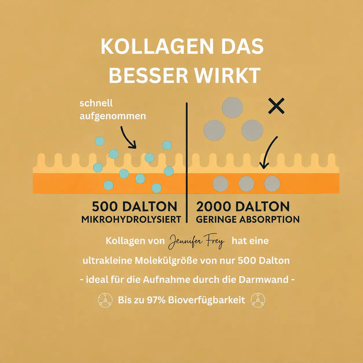 CollMeCell Direct Collagen Peptide Powder ~ 2000 Dalton | Hydrolysate | Made in Germany