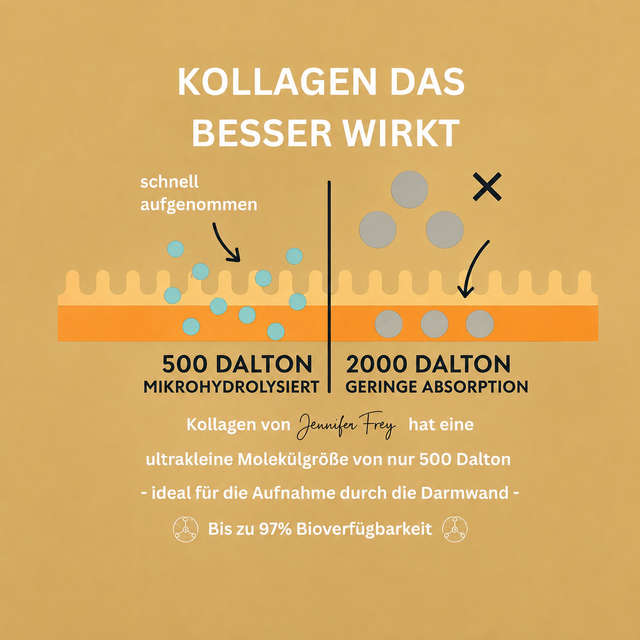 TRIPEPTID Kollagen Pulver ~ 500 Dalton – CollMeCell